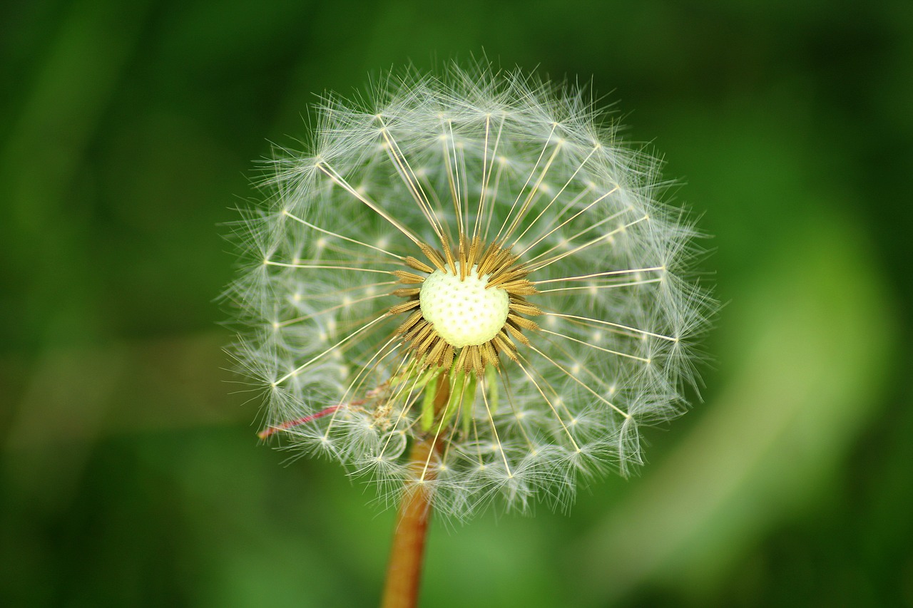 dandelion  seeds  season free photo