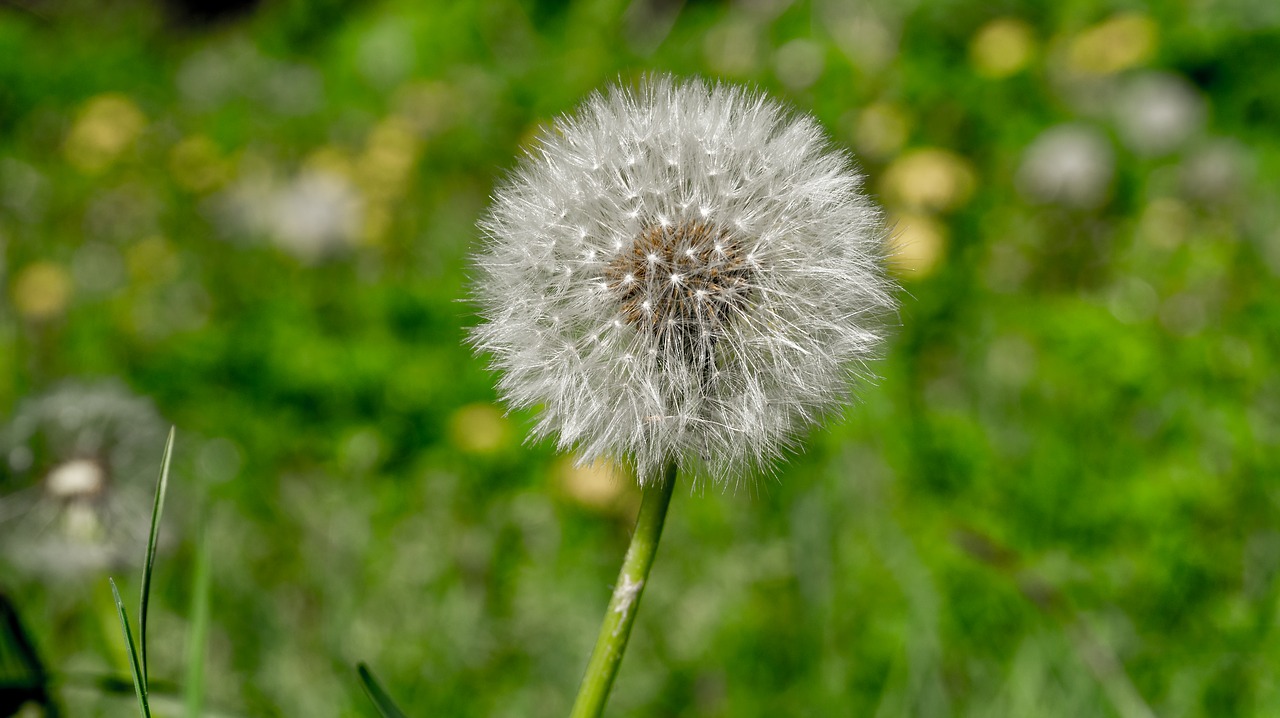 dandelion  nature  plant free photo