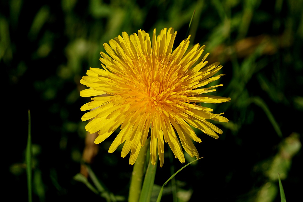 dandelion  nature  flower free photo