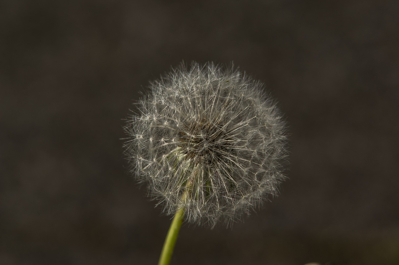 dandelion  plant  seeds free photo