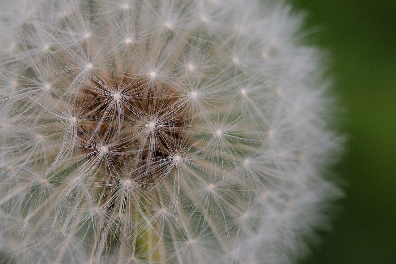 dandelion  fluffy  seeds free photo