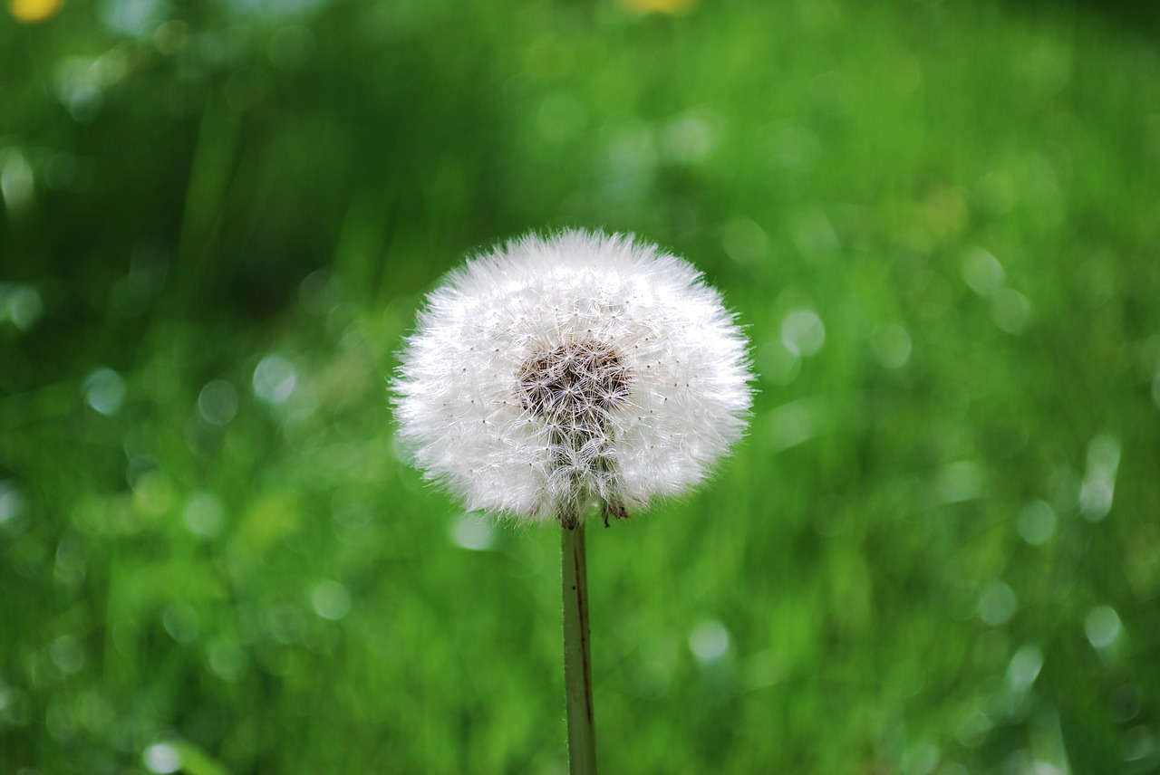 dandelion  nature  plant free photo