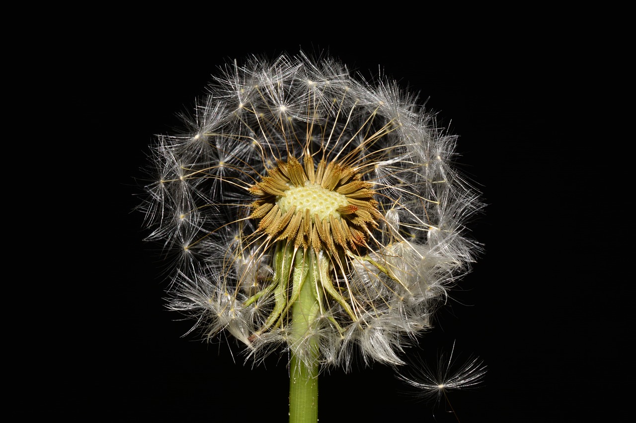 dandelion garden meadow free photo