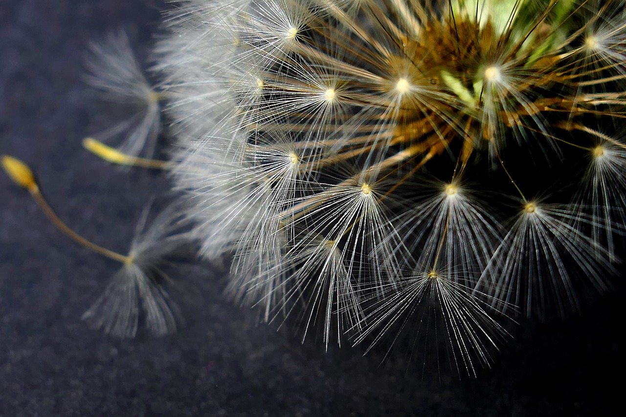 dandelion  nature  fluffy free photo