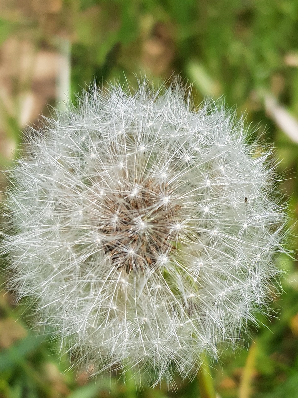 dandelion  nature  summer free photo