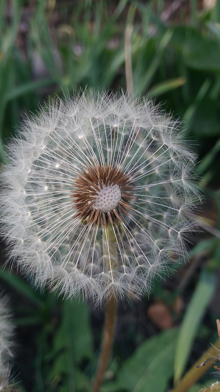 dandelion  nature  flora free photo