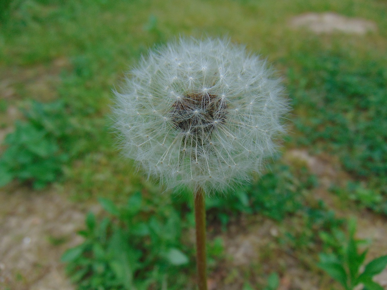 dandelion  nature  plant free photo