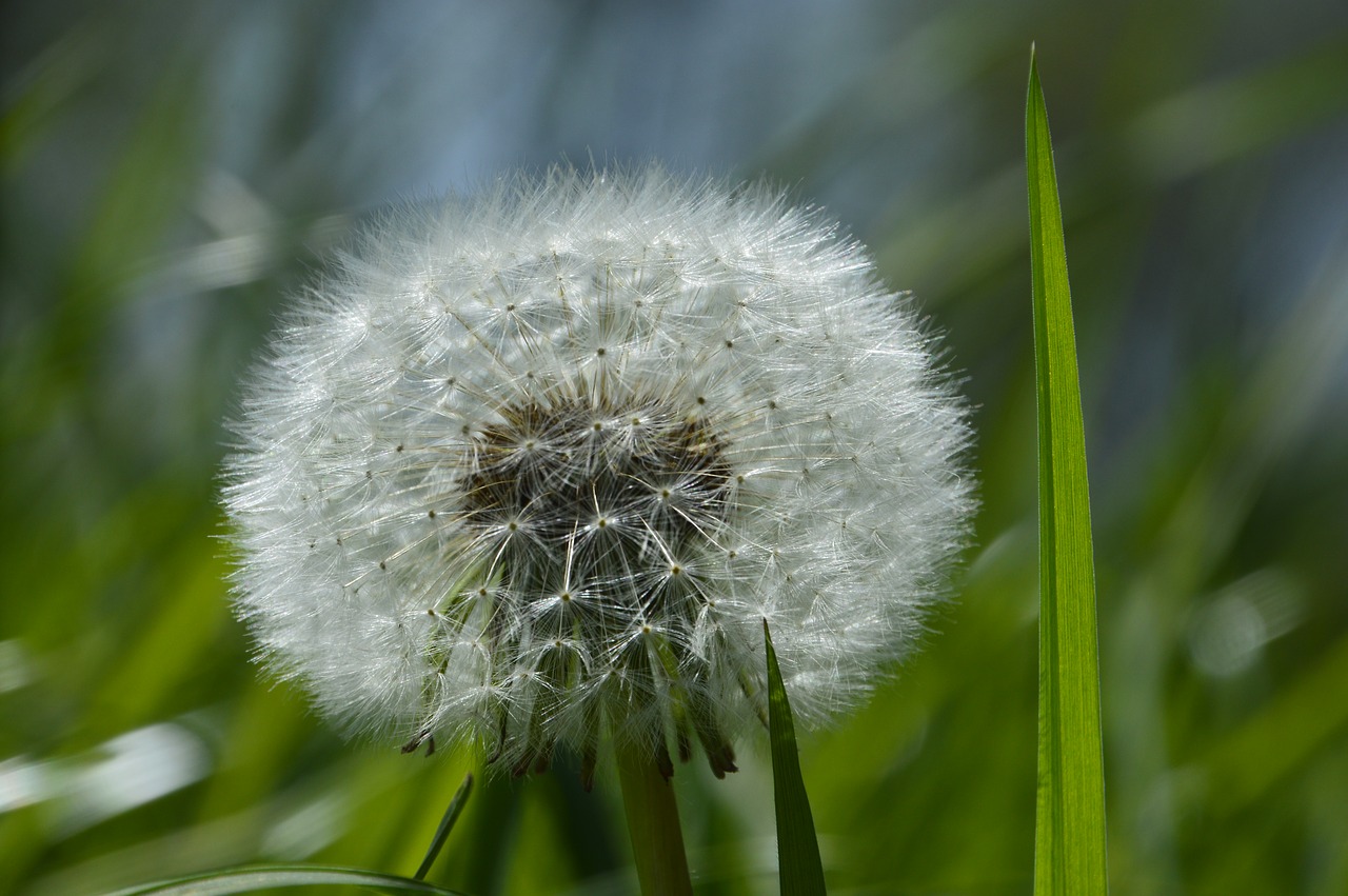 dandelion  nature  plant free photo