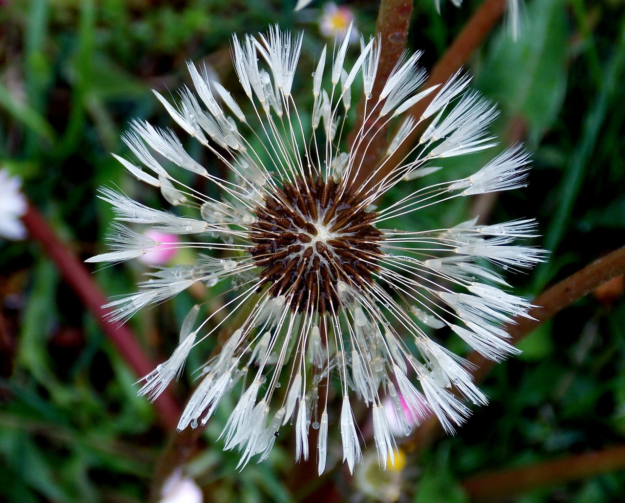 dandelion flower rain free photo