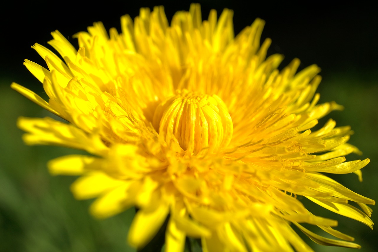 dandelion  yellow  flower free photo