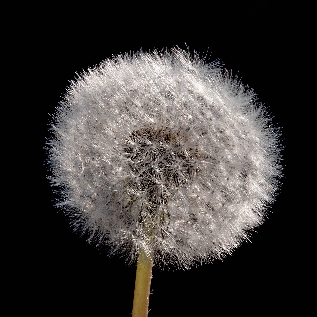 dandelion  fluffy  shock free photo