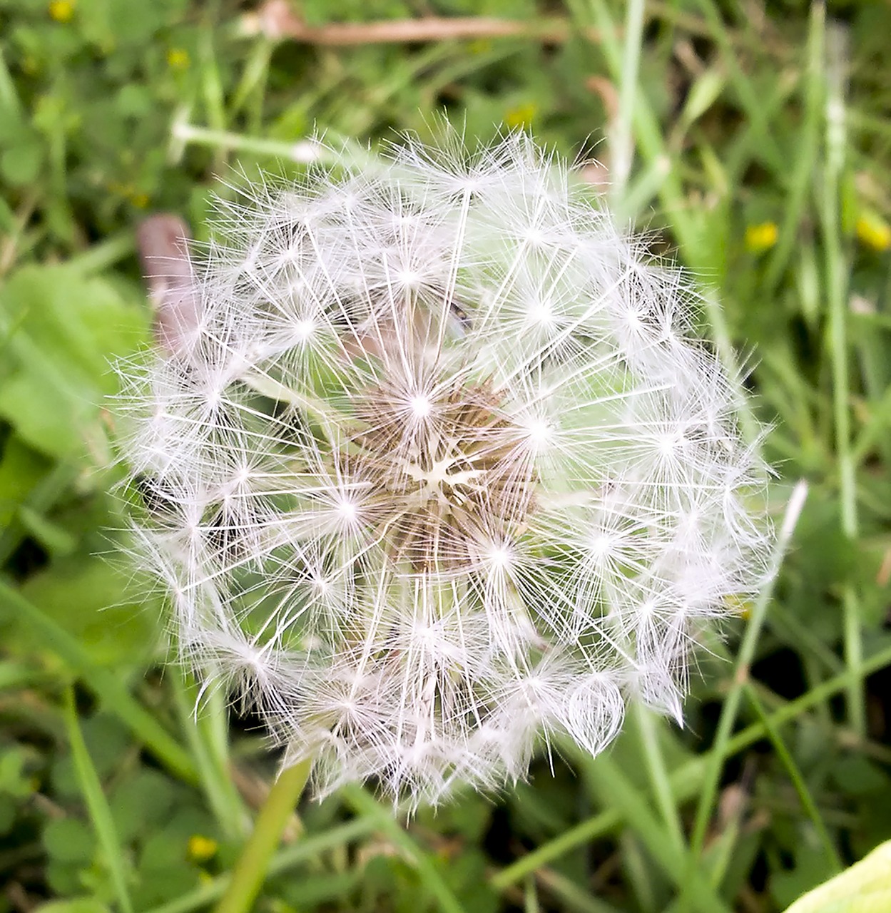 dandelion  nature  summer free photo