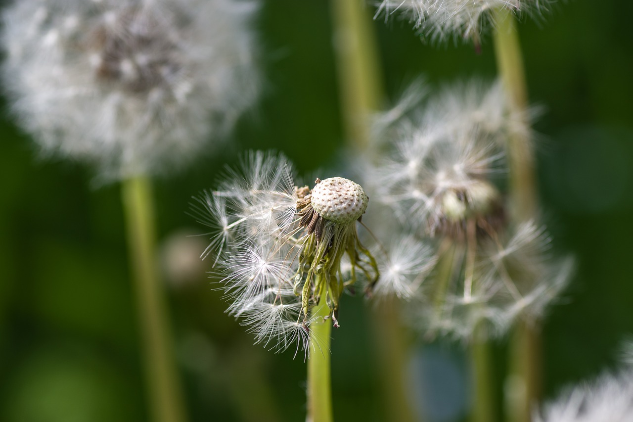 dandelion  nature  fluffy free photo