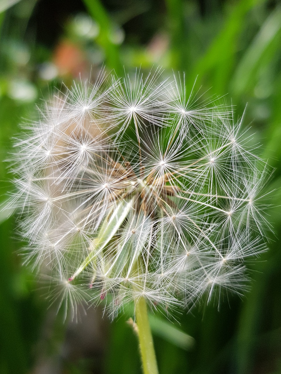 dandelion  summer  nature free photo