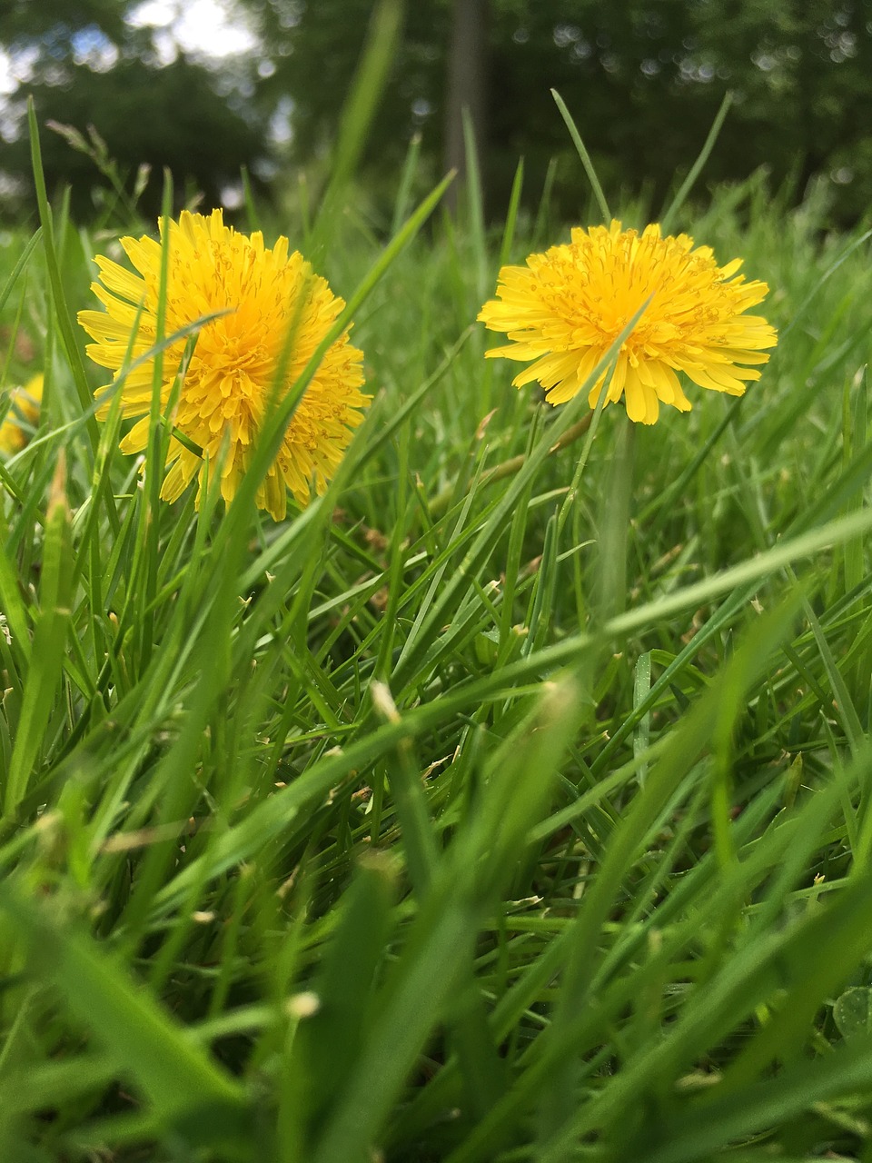 dandelion  meadow  spring free photo