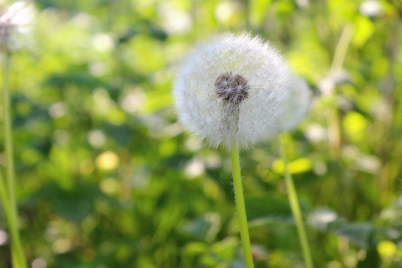 dandelion  grass  green free photo