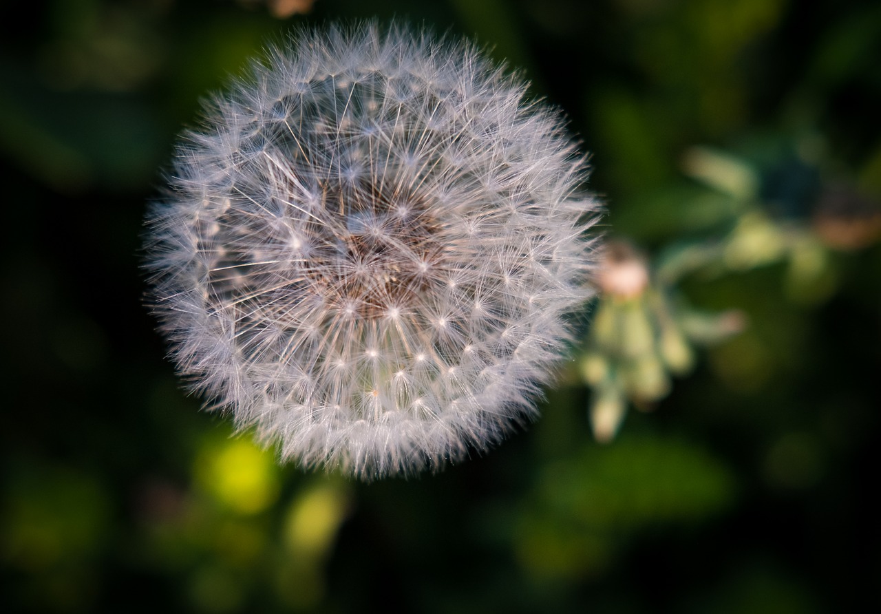 dandelion  macro  white free photo