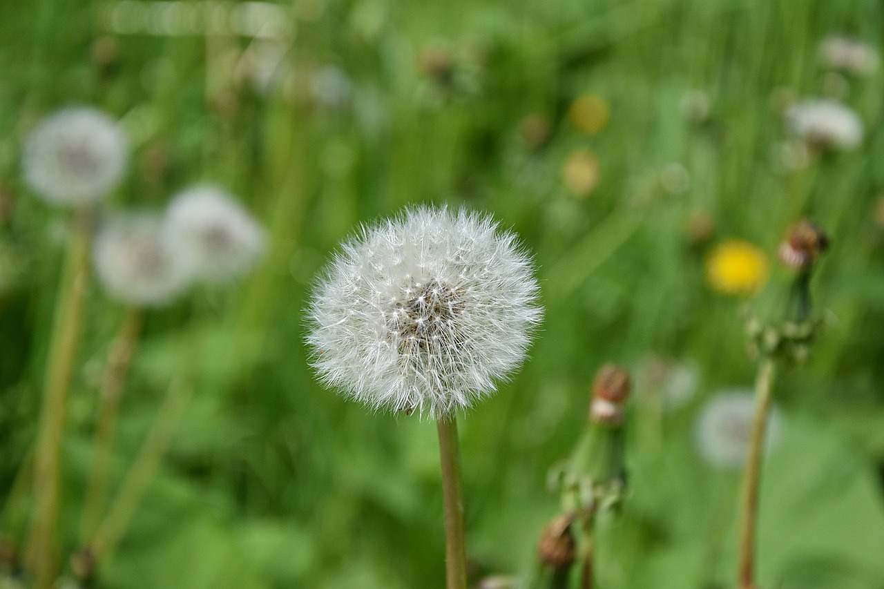 dandelion  macro  summer free photo