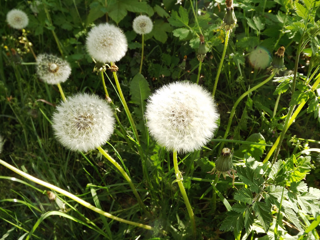 dandelion taracacum nature free photo