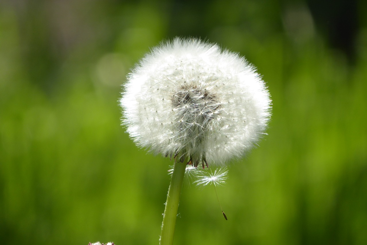 dandelion  summer  green free photo