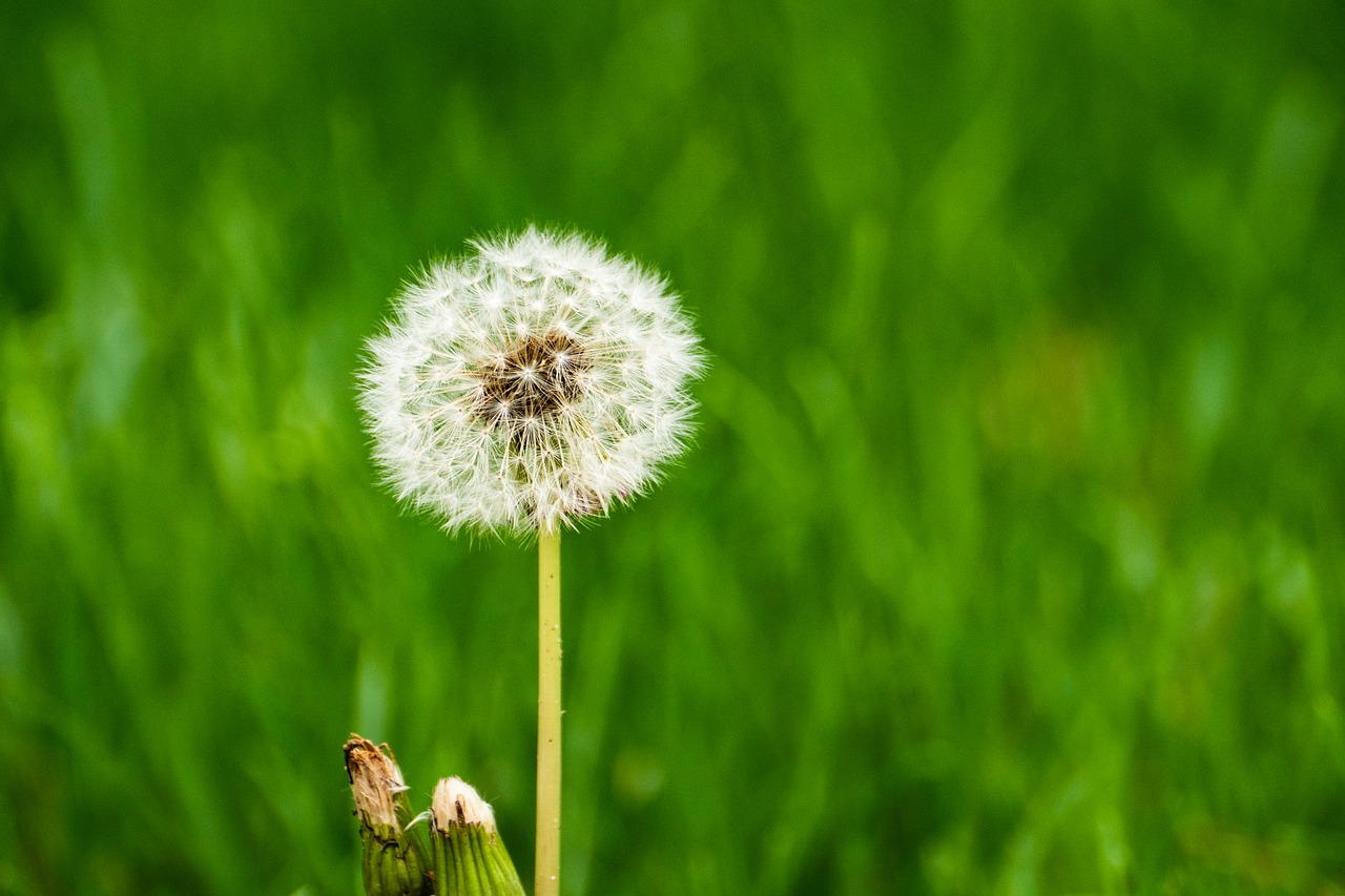 dandelion  nature  grass free photo