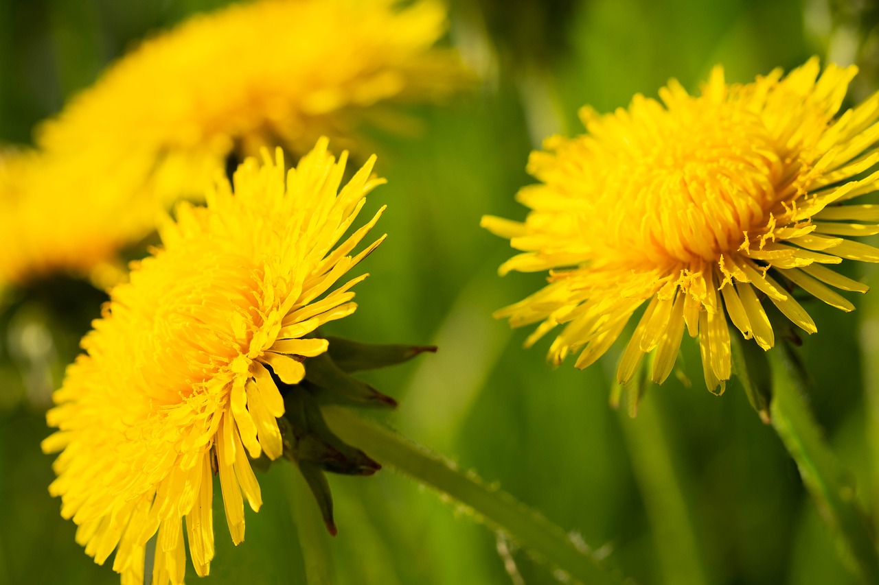 dandelion  sonchus oleraceus  dandelions free photo