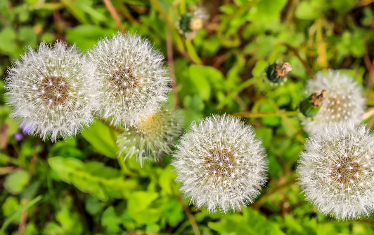 dandelion  plant  nature free photo