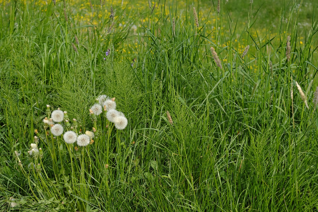 dandelion  weed  medicinal herb free photo