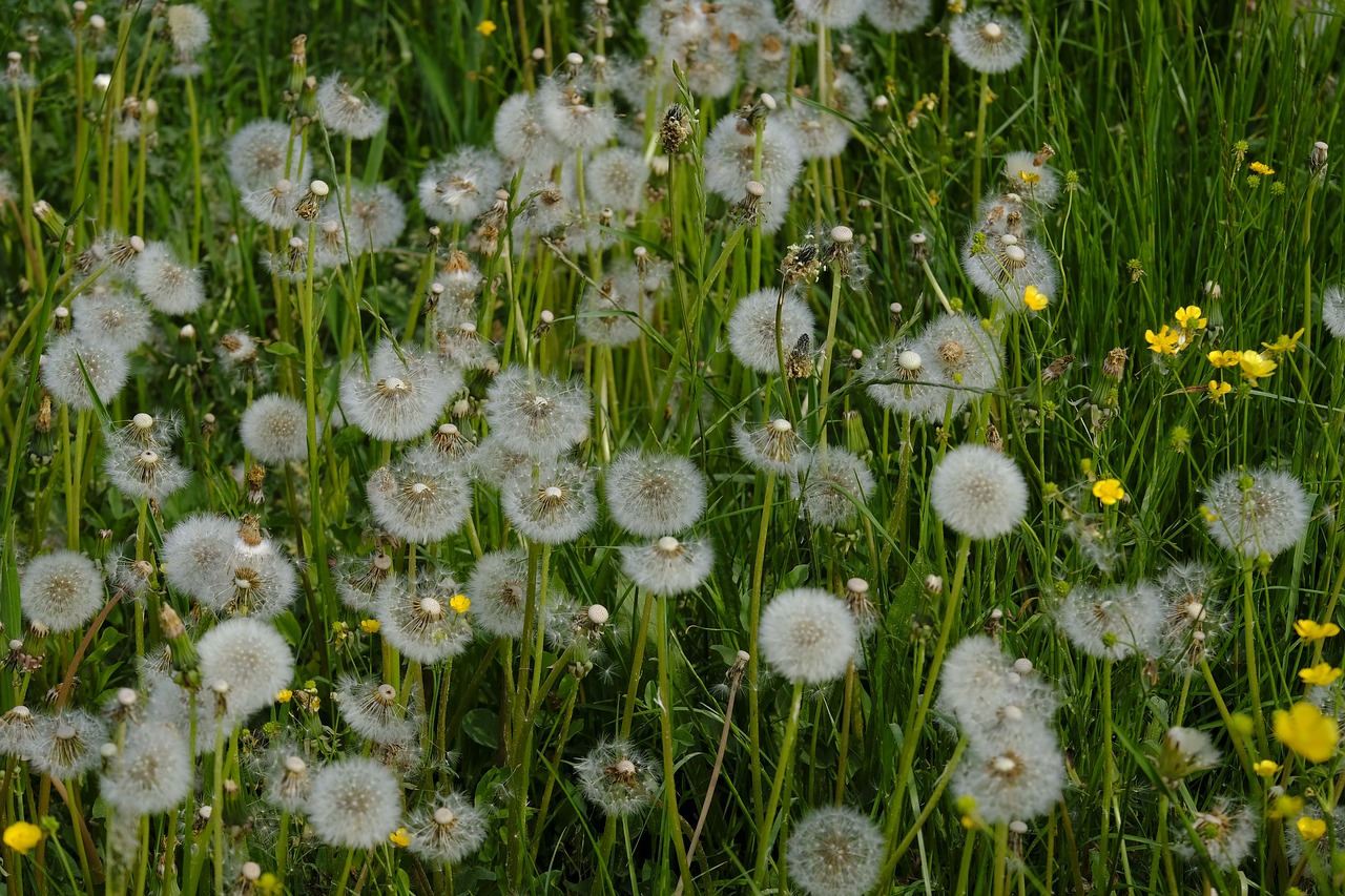 dandelion  weed  medicinal herb free photo