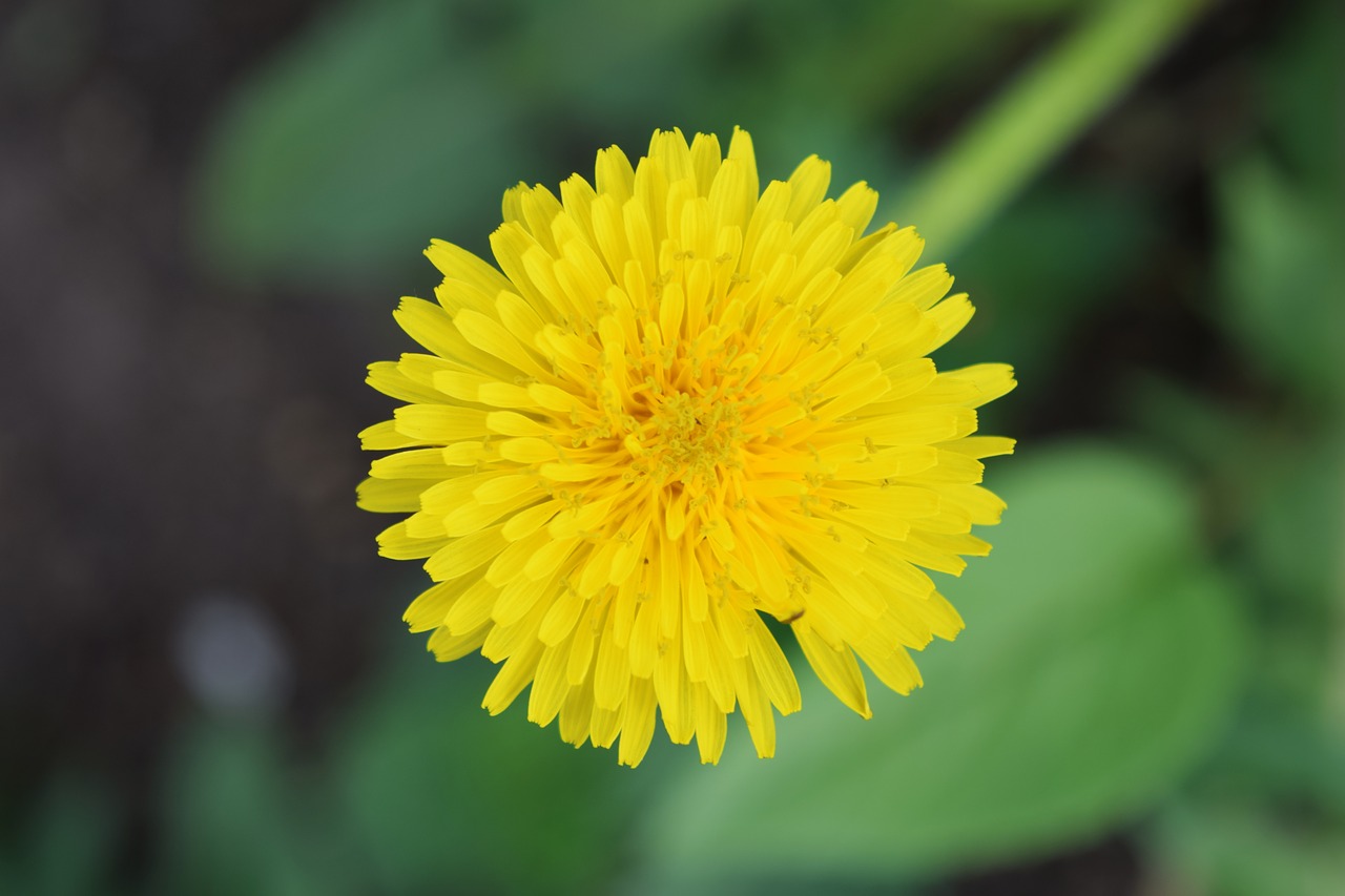 dandelion  yellow  greens free photo