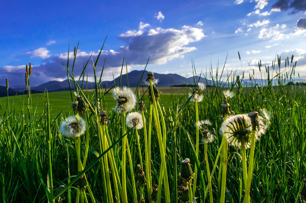 dandelion  fluff  odkvetlá plant free photo