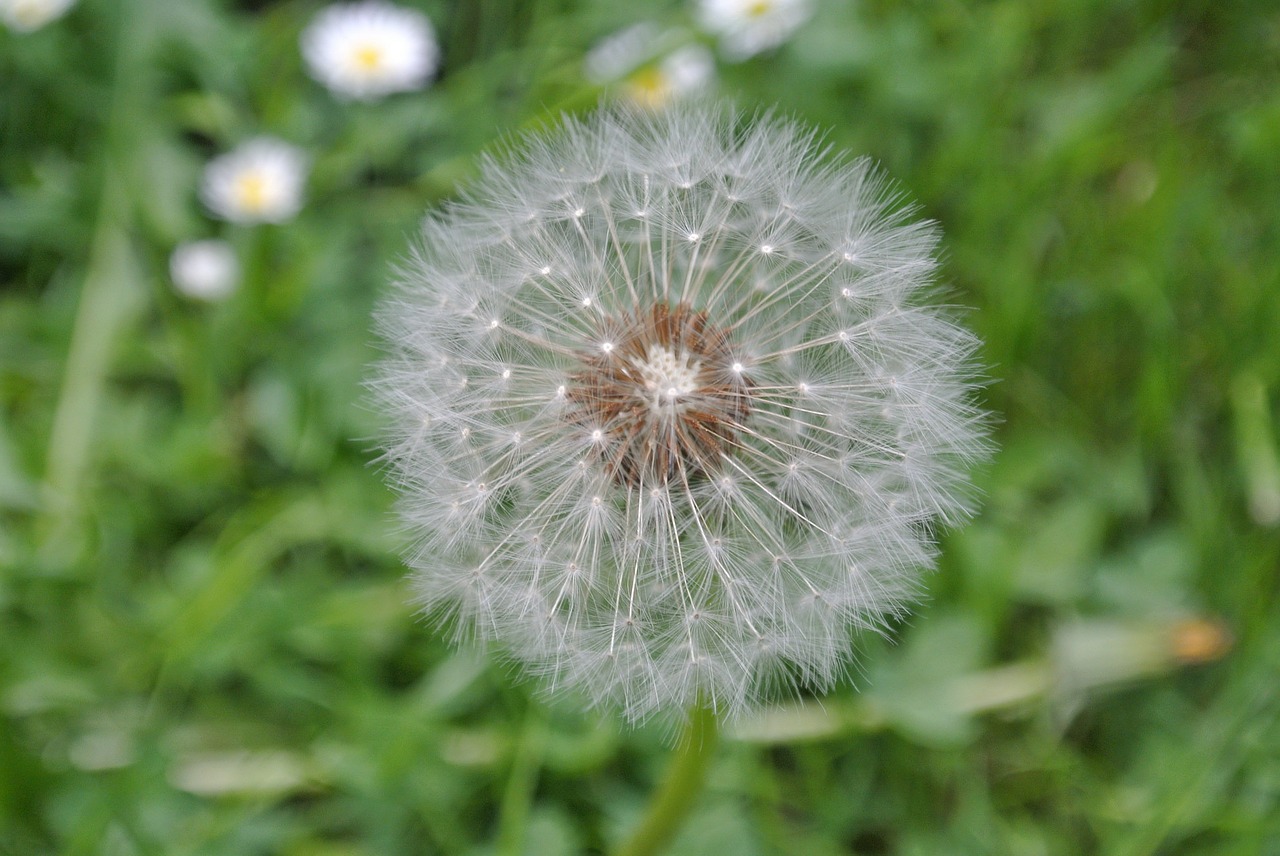 dandelion flower nature free photo