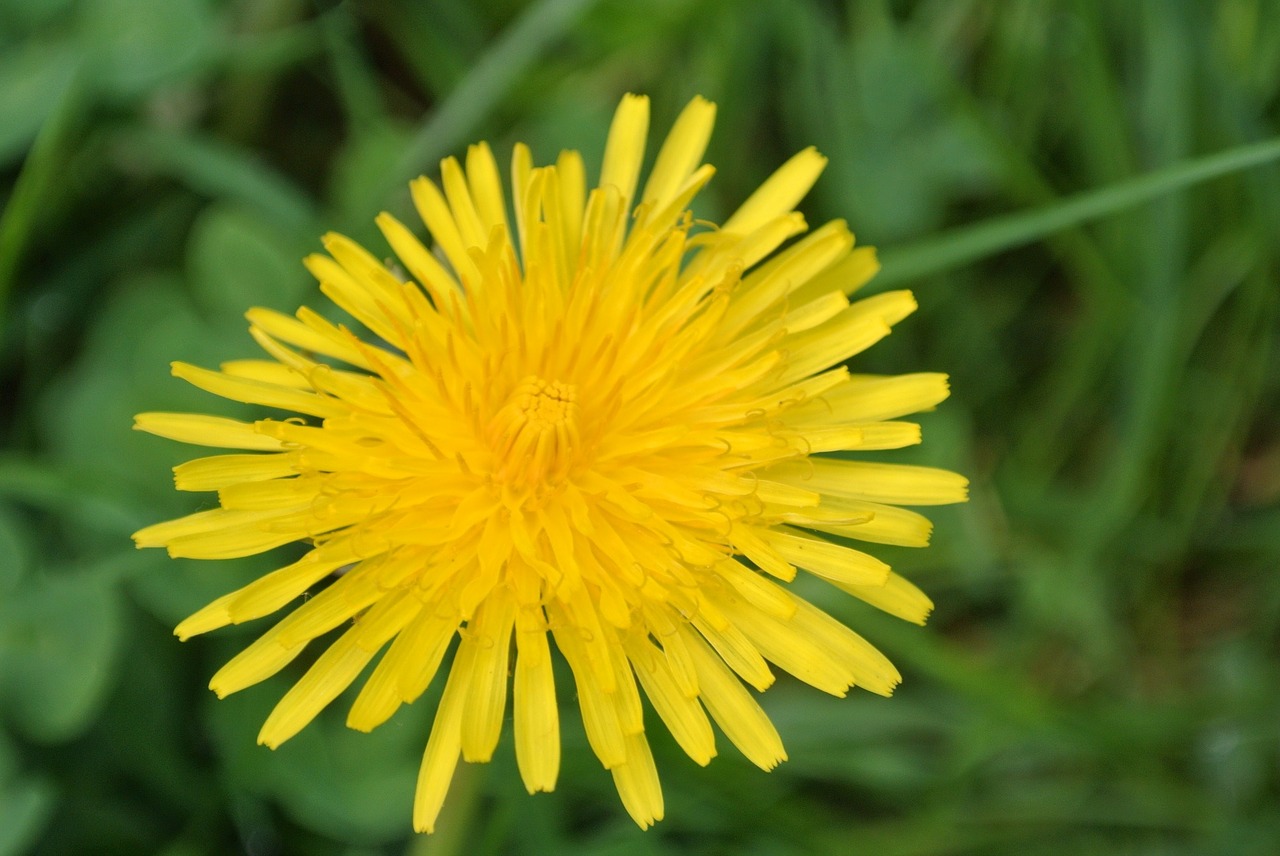 dandelion flower roadside free photo