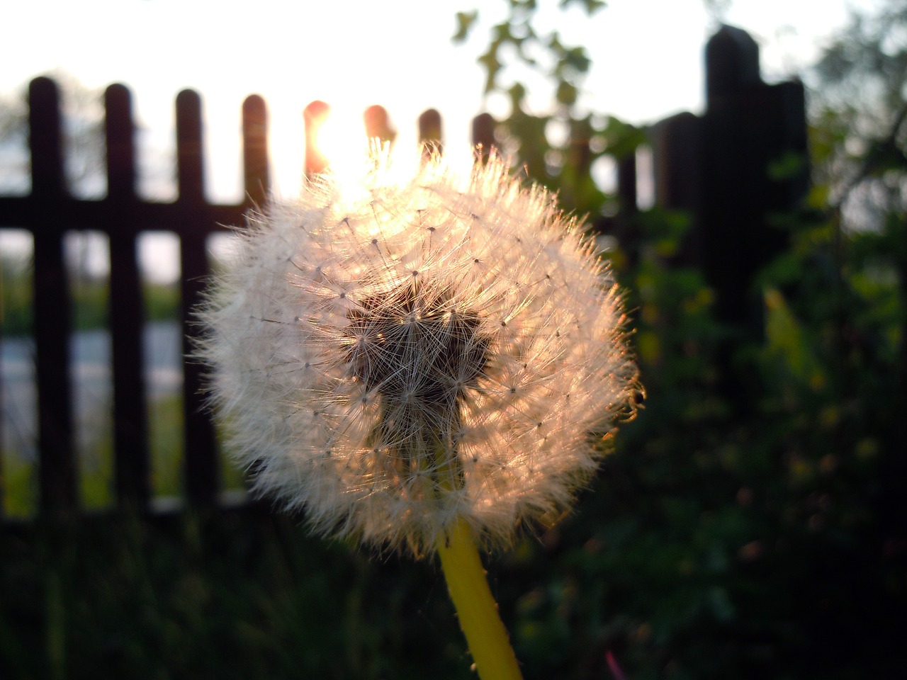 dandelion back light free pictures free photo