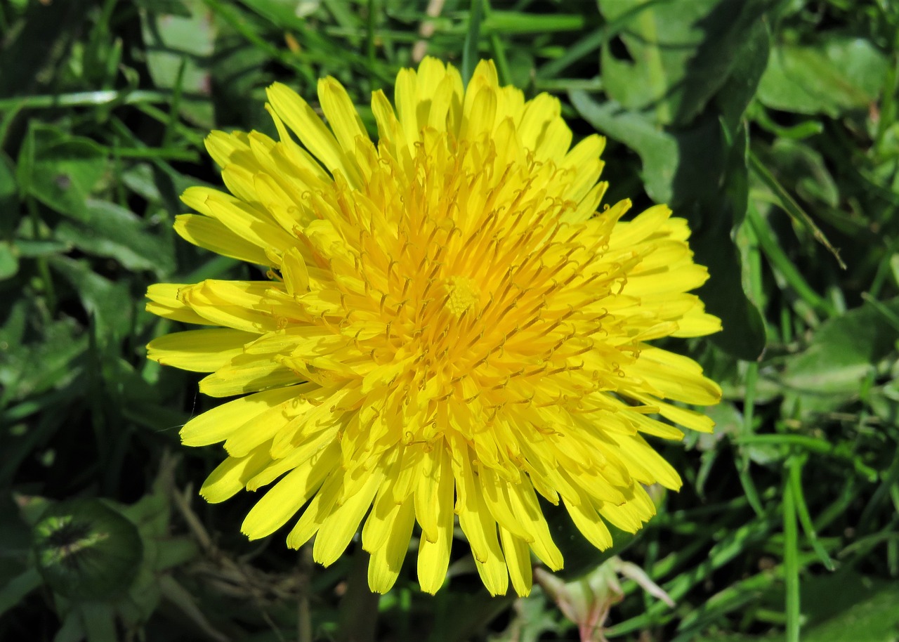 dandelion  weed  yellow free photo