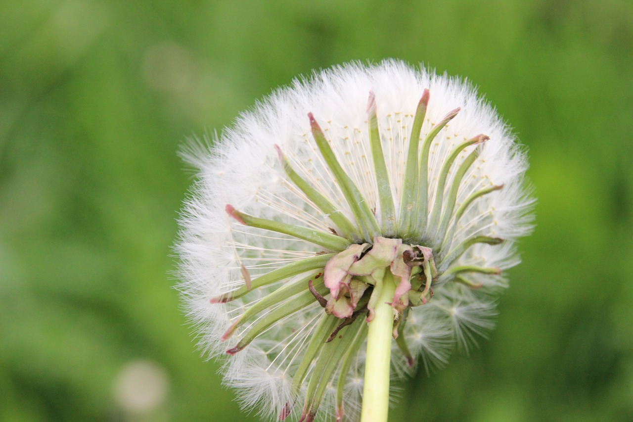 dandelion wild flower nature free photo