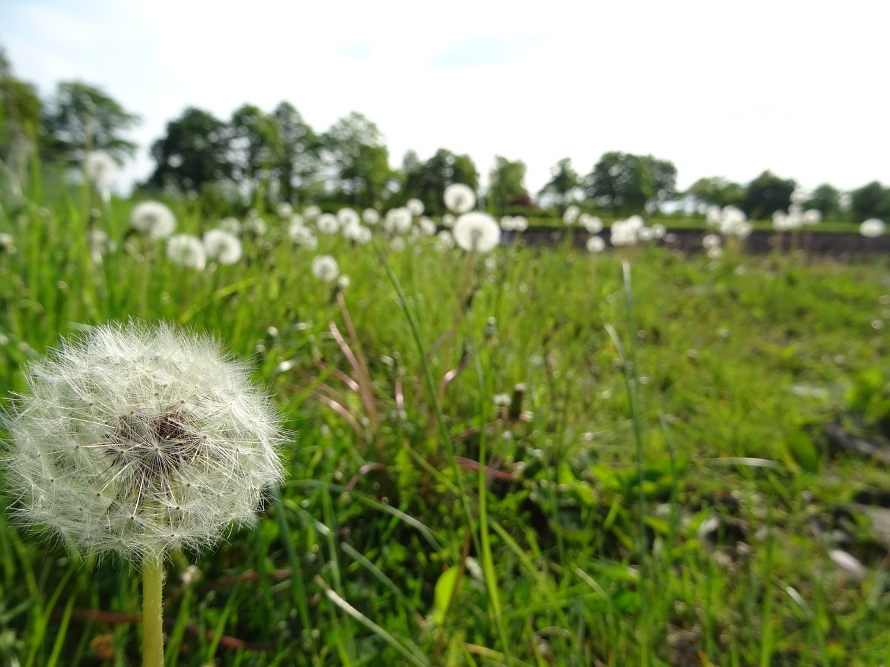 dandelion  meadow  nature free photo