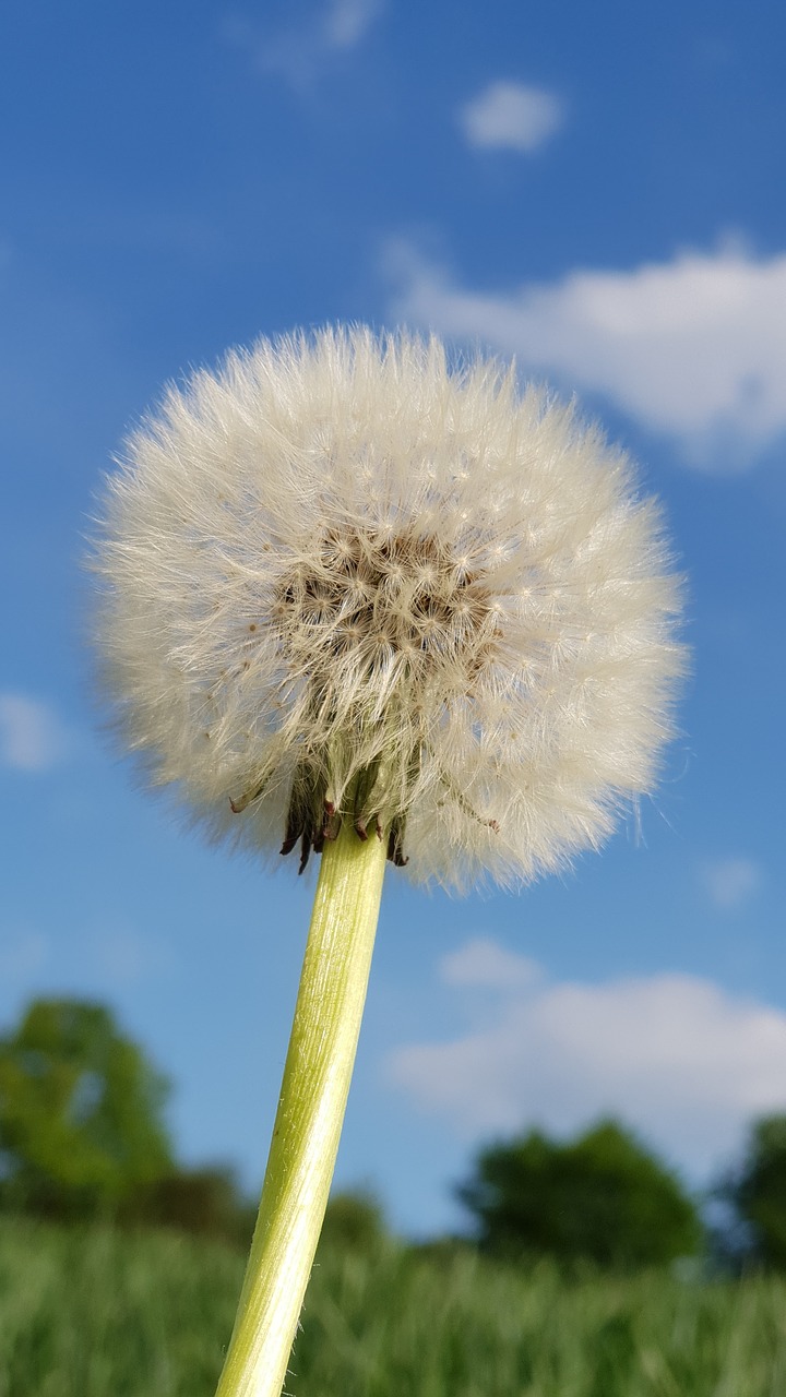 dandelion  nature  flower free photo