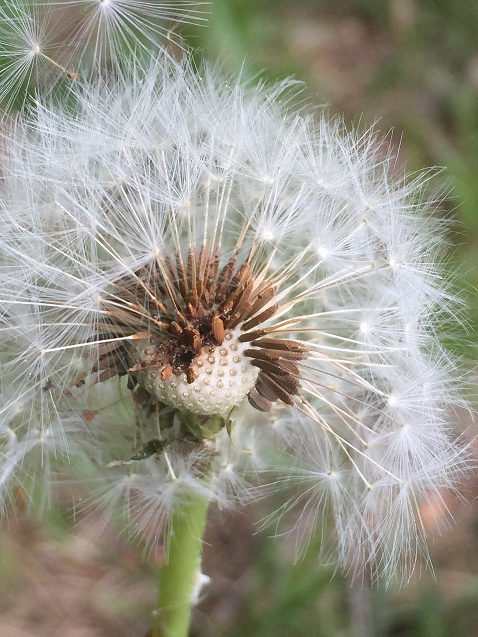 dandelion  seeds  pointed flower free photo