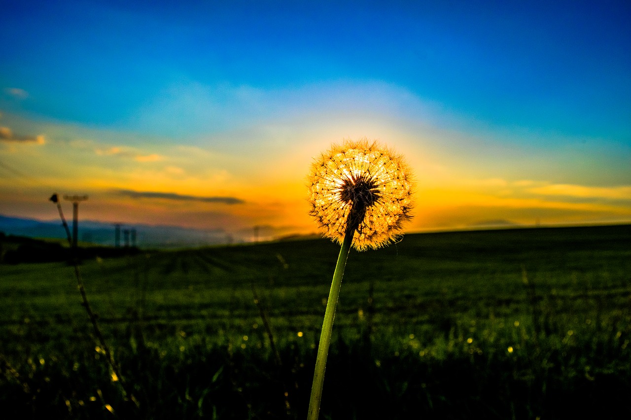 dandelion  odkvetlá plant  flower free photo