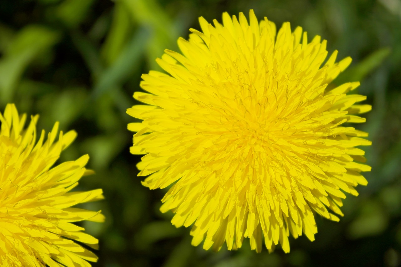 dandelion  may  plant free photo