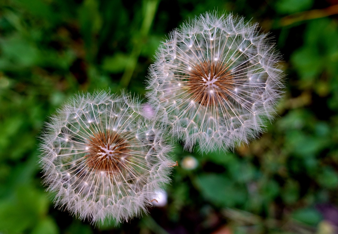 dandelion  plant  close up free photo