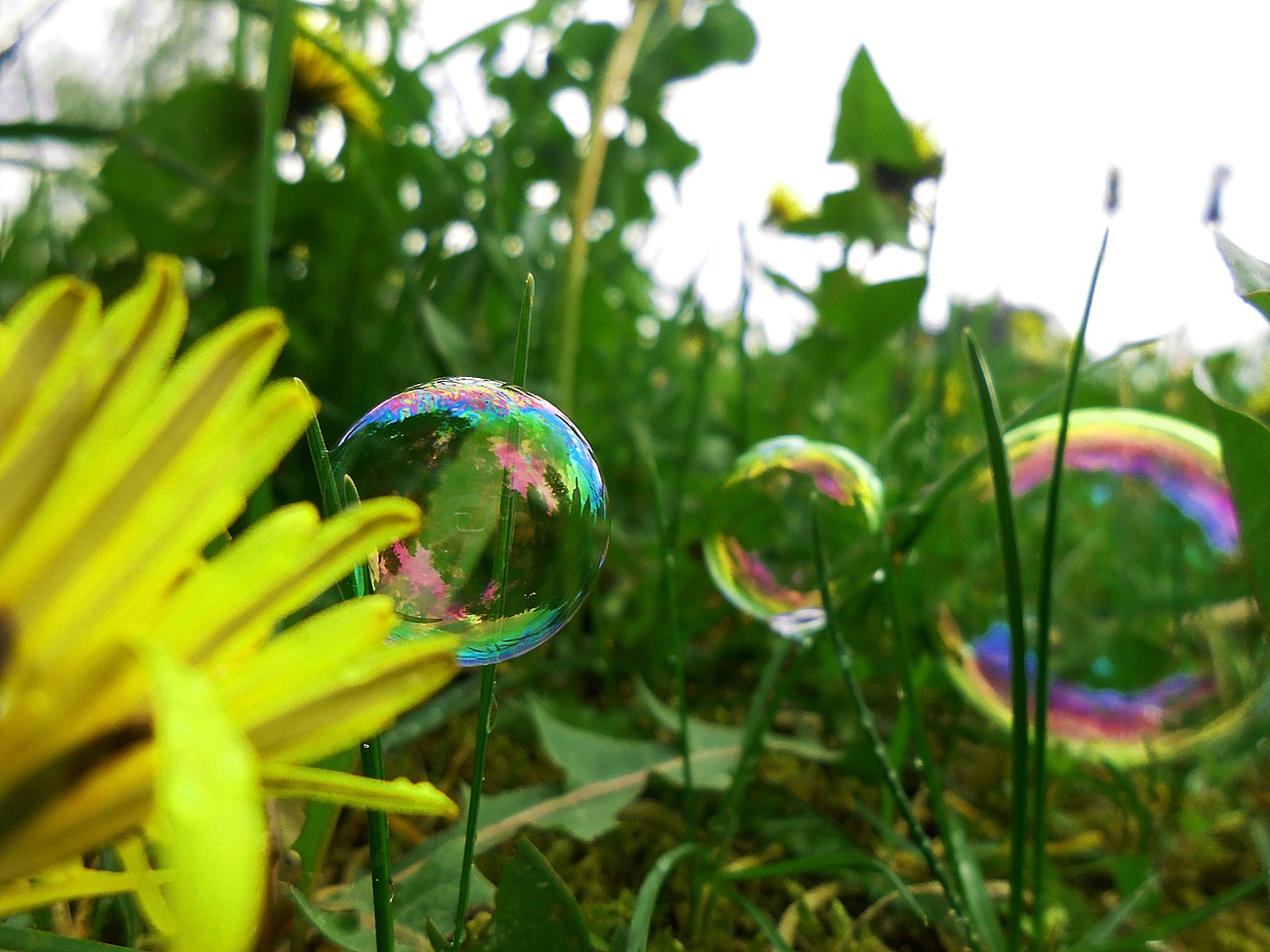 dandelion bubbles tiny free photo