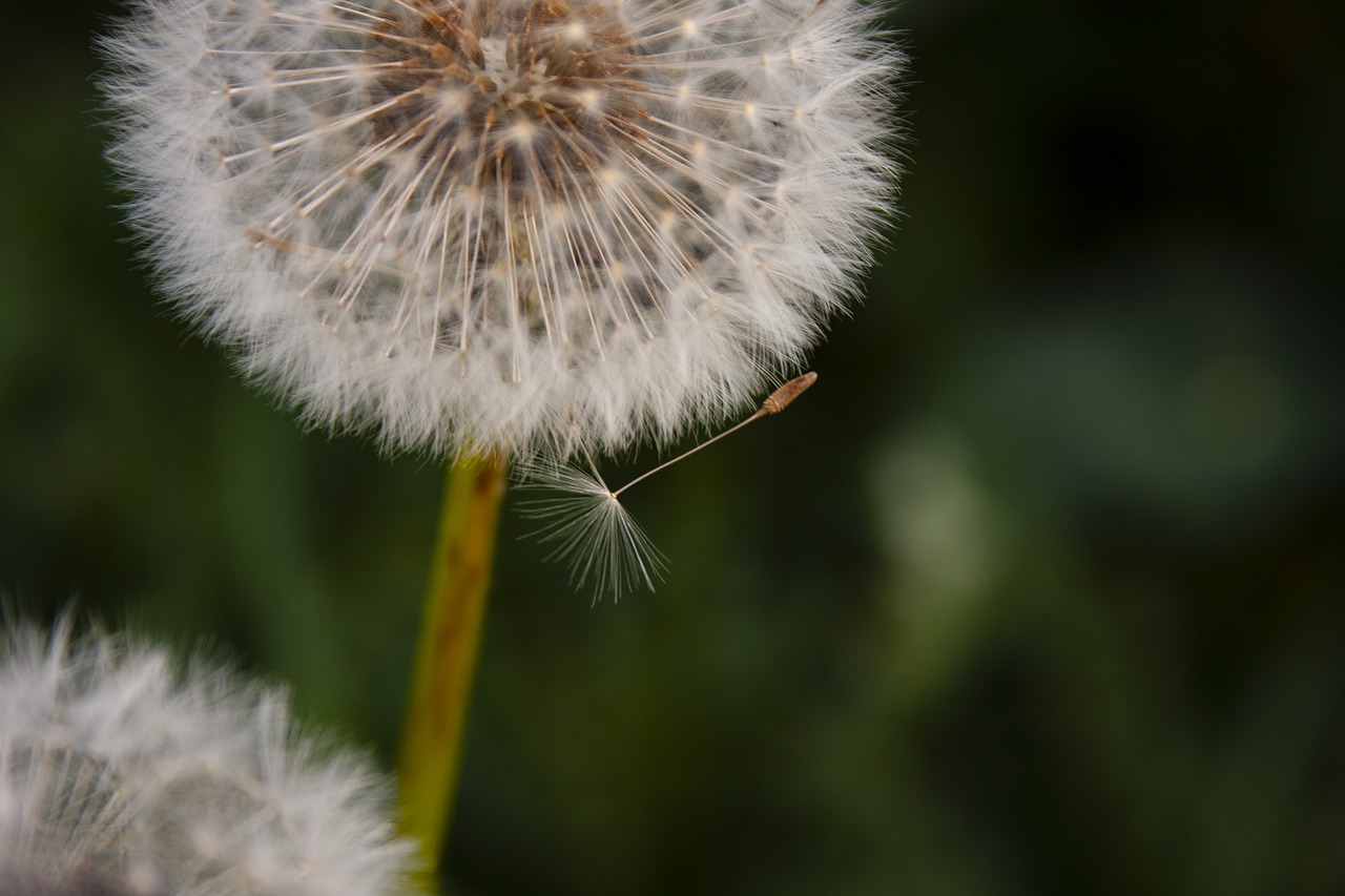 dandelion  nature  garden free photo