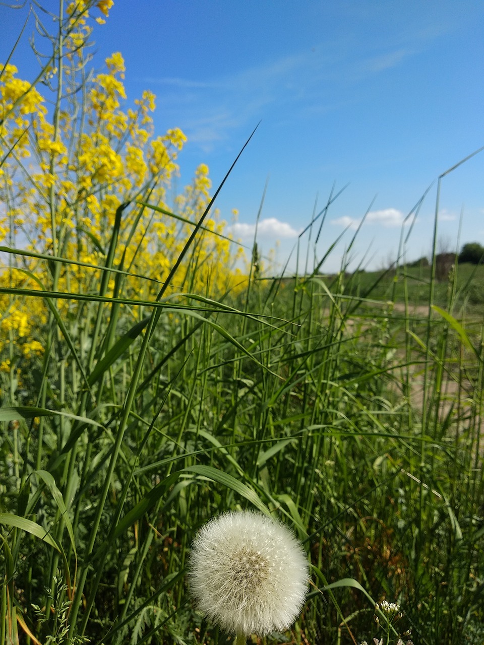 dandelion  rape  grass free photo