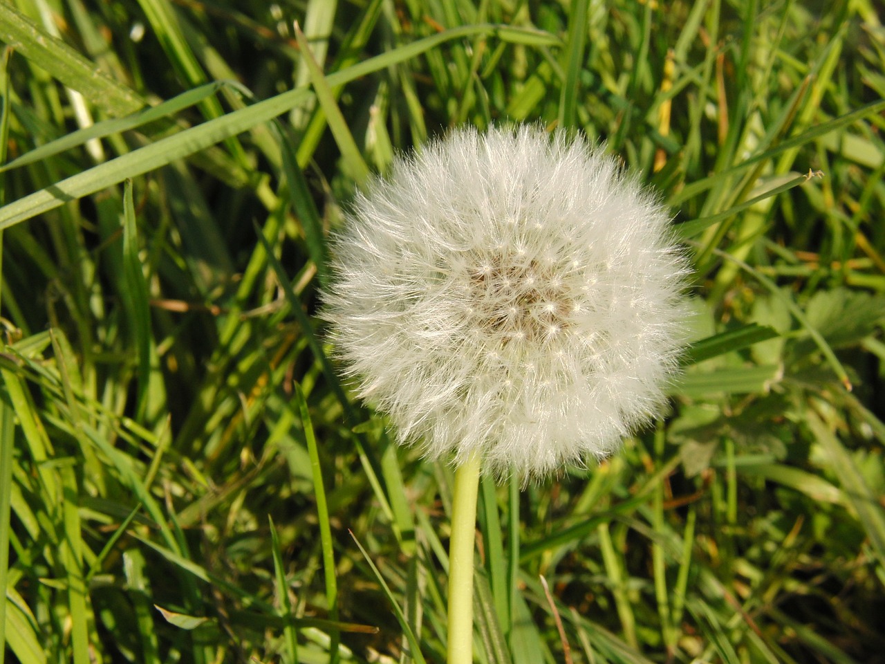 dandelion common dandelion flower free photo