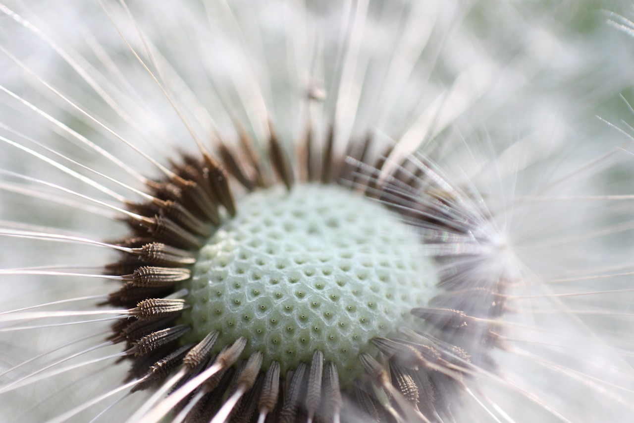 dandelion  seeds  common dandelion free photo