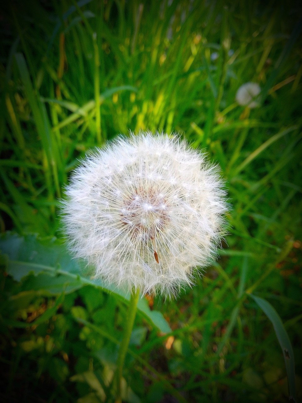 dandelion  grass  plant free photo