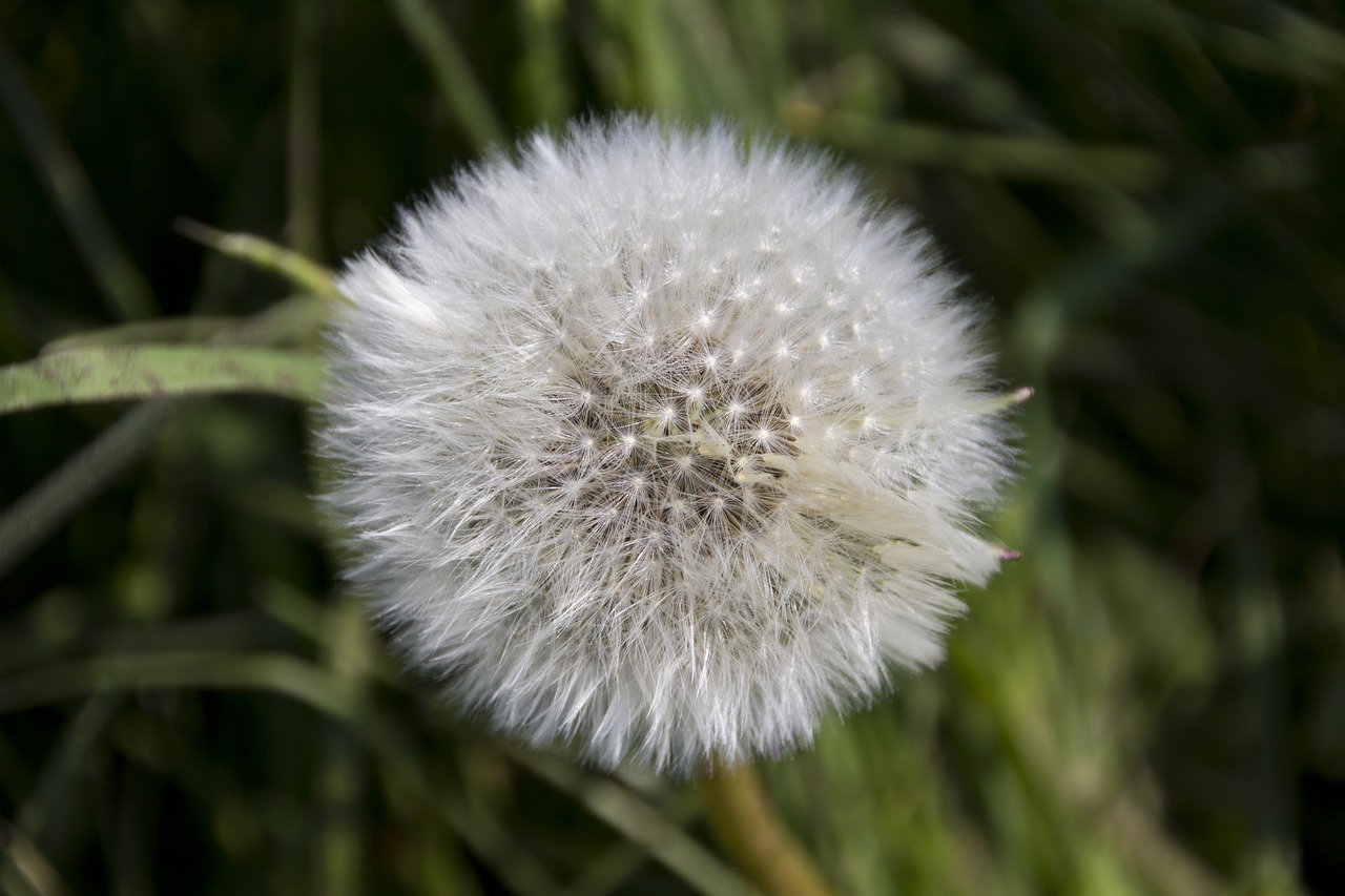 dandelion  blossom  bloom free photo