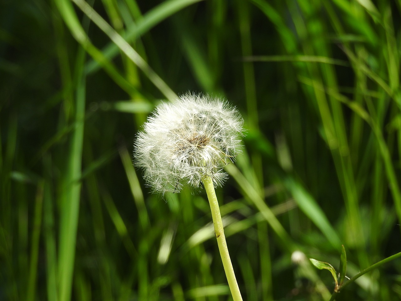 dandelion  grass  spring free photo